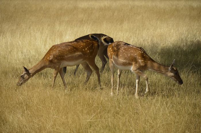 Deer in Richmond Park, London